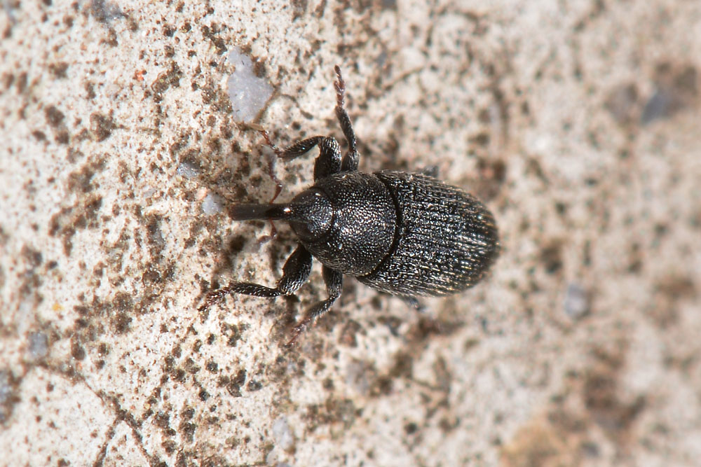 Curculionidae:  Mecinus pyraster?  S  !